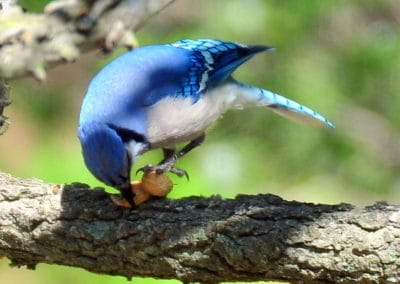 Un geai bleu mange un gland - Instinct Animal