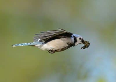 Geai bleu en vol, corvidé d'Amérique du Nord - Instinct Animal