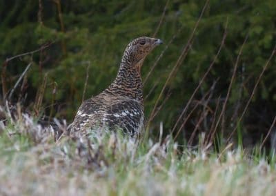 Grand tétras femelle, oiseau des montagnes - Instinct Animal