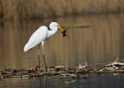 Grande aigrette (héron blanc) avec une grenouille dans le bec - Instinct Animal