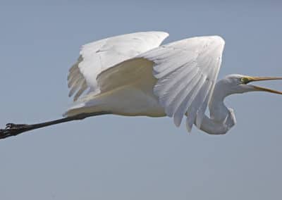 Grande aigrette (héron blanc) en vol - Instinct Animal