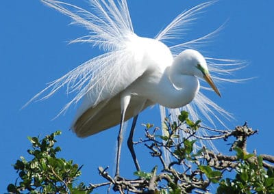 Grande aigrette (héron blanc) avec ses longues plumes en période nuptiale - Instinct Animal