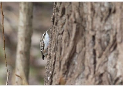 Grimpereau des jardins le long d'un tronc d'arbre - Instinct Animal