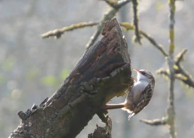 Grimpereau des jardin à la recherche de proies - Instinct Animal