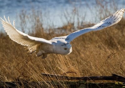 Harfang des neiges en vol - Instinct Animal