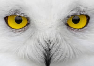 Chouette harfang des neiges aux yeux jaunes - Instinct Animal