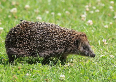 Hérisson d'Europe, petit mammifère nocturne - Instinct Animal