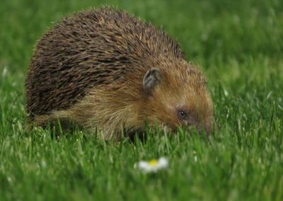 Hérisson commun, mammifère aux poils piquants - Instinct Animal