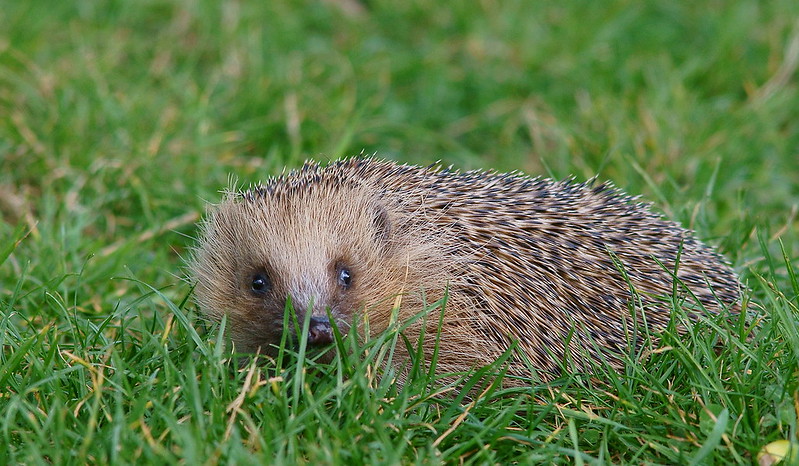 Hérisson commun, petit mammifère d'Europe - Instinct Animal