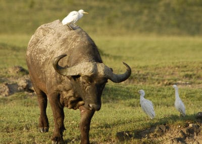 Héron garde boeufs sur le dos d'un buffle d'Afrique - Instinct Animal