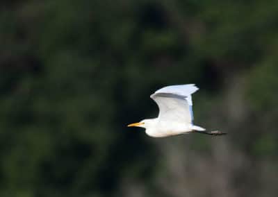 Héron garde boeufs en vol, oiseau blanc d'Afrique - Instinct Animal