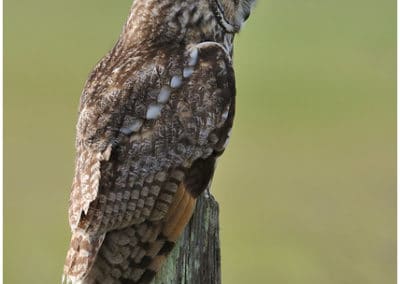 Hibou moyen-duc, oiseau de proies - Instinct Animal