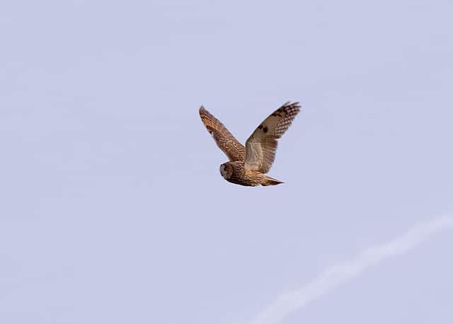 Hibou moyen-duc : description de l'oiseau + photos - Instinct Animal