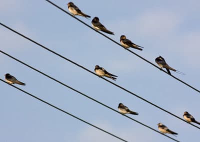 Hirondelles rustiques sur un fil électrique - Instinct Animal