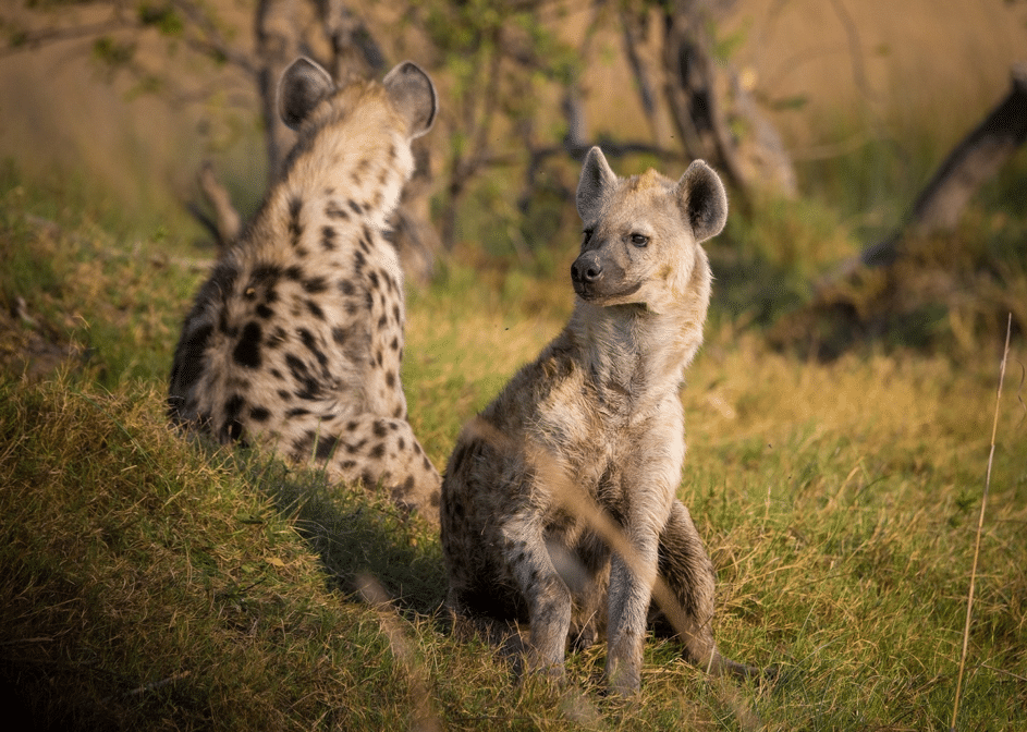 5 choses surprenantes à savoir sur la hyène tachetée !