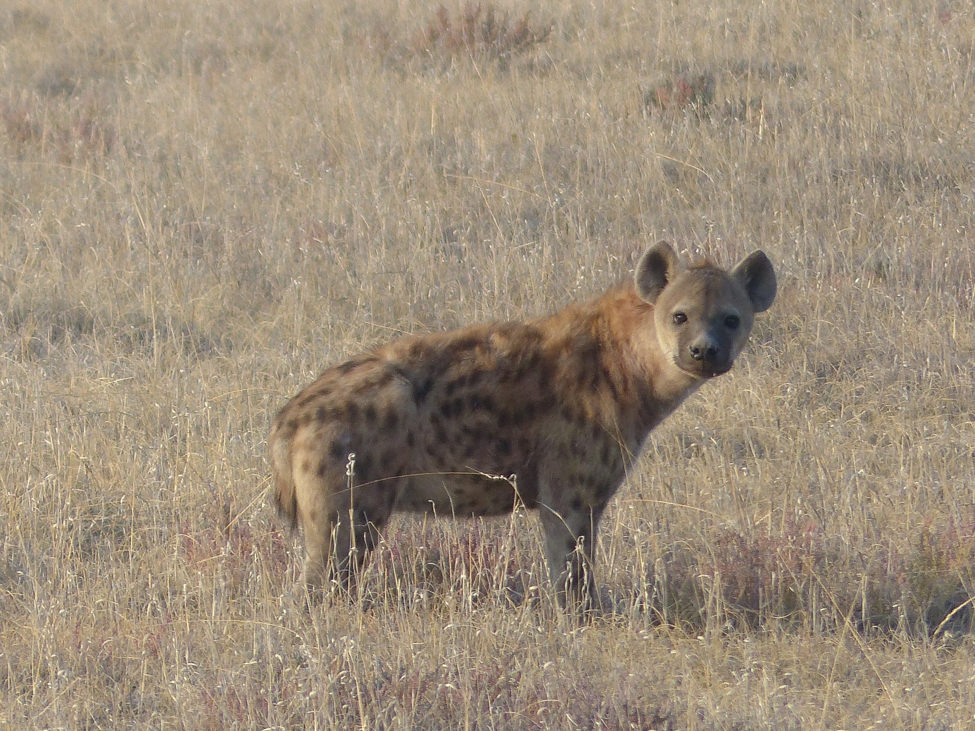 Hyène tachetée dans la savane africaine - Instinct Animal