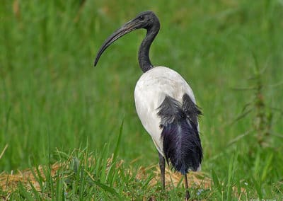 Ibis sacré, oiseau vénéré par les dieux égyptiens - Instinct Animal