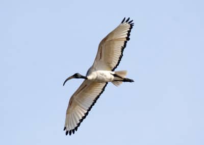 Ibis sacré en vol - Instinct Animal