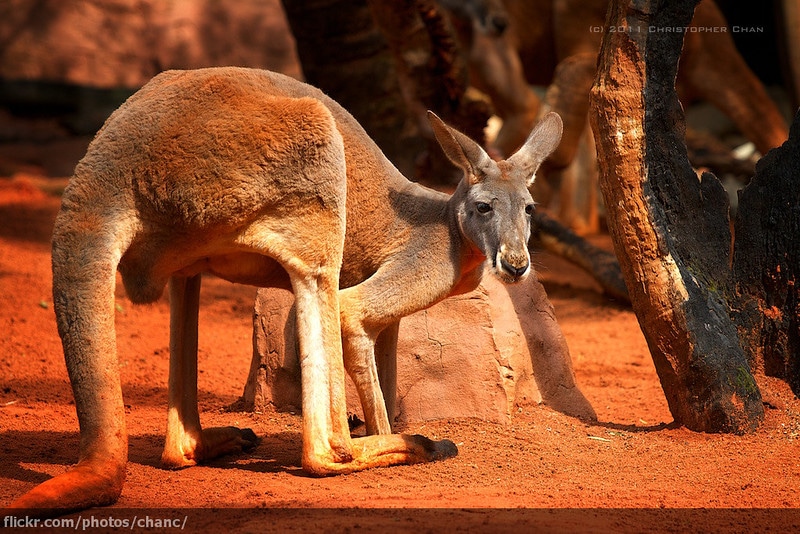 Kangourou roux, marsupial d'Australie - Instinct Animal