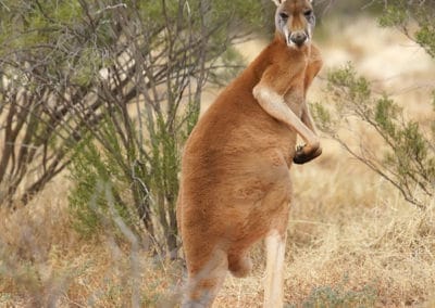 Kangourou roux, mammifère marsupial australien - Instinct Animal