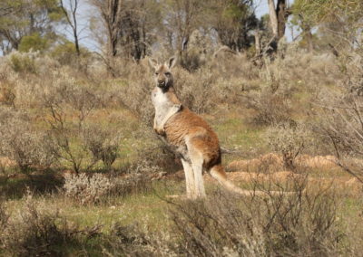 Kangourou roux, marsupial sauteur - Instinct Animal