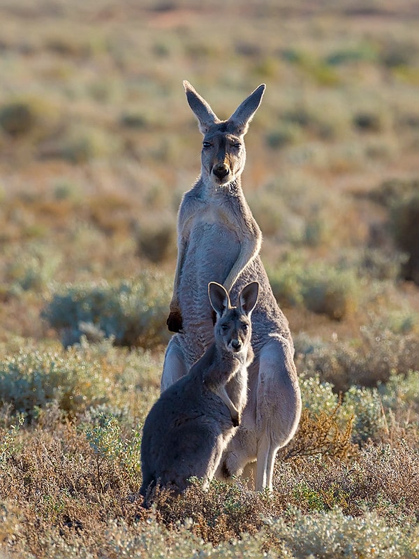Kangourou roux femelle avec son petit - Instinct Animal