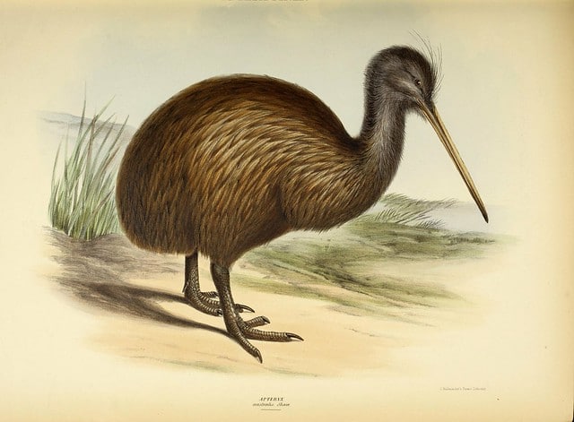 Kiwi austral, oiseau de Nouvelle-Zélande - Instinct Animal