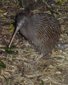 Kiwi austral - oiseau incapable de voler - Instinct Animal