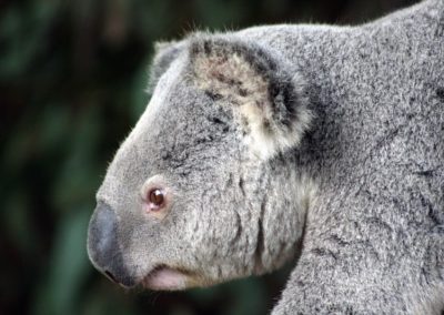 Le koala ou paresseux australien, marsupial - Instinct Animal