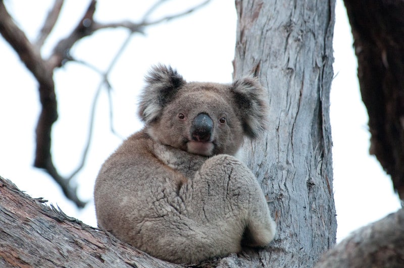 Koala, mammifère marsupial d'Australie - Instinct Animal