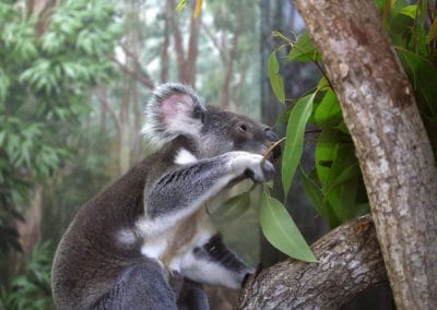 Koala, marsupial arboricole herbivore - Instinct Animal