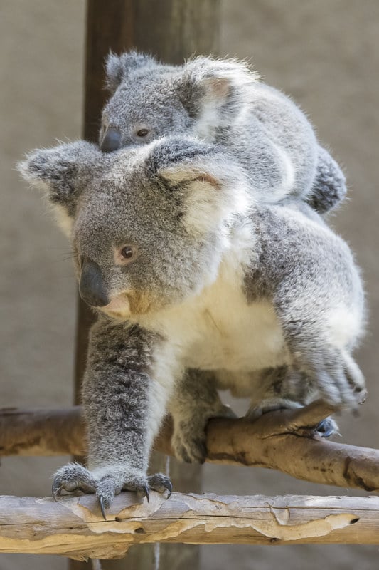 Un bebe koala sur le dos de sa maman, marsupiaux australiens - Instinct Animal