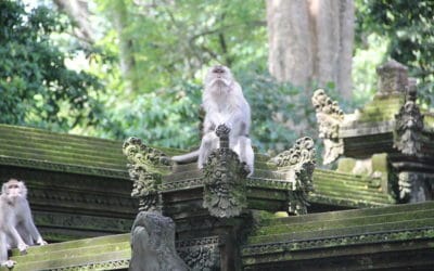 Le macaque de Java : le singe racketteur de touristes !