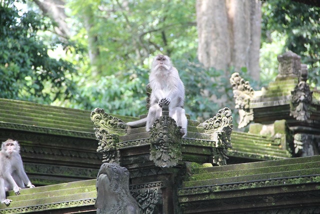 Le macaque de Java : le singe racketteur de touristes !
