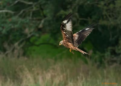 Milan royal en chasse, oiseau de proies - Instinct Animal