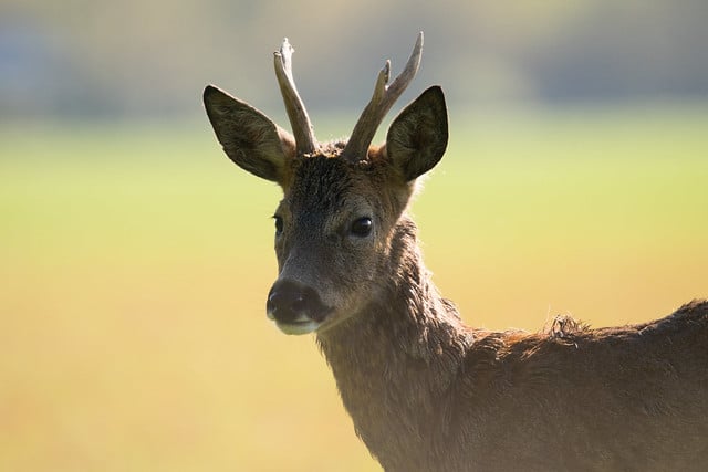 Chevreuil, animal difficile à observer dans la nature - Instinct Animal