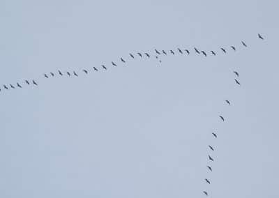 Oies cendrées sauvages en vol en V, oiseaux migrateurs - Instinct Animal