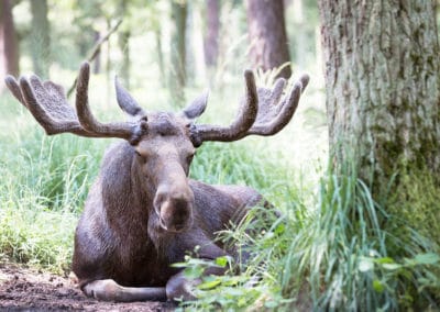 Orignal mâle avec ses bois en velours - Instinct Animal