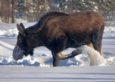 Orignal en hiver dans la neige - Instinct Animal