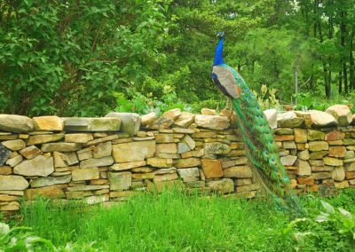 Paon bleu mâle (le coq), oiseau d'ornement - Instinct Animal