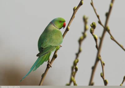 Perruche a collier, oiseau de cage et de volière - Instinct Animal