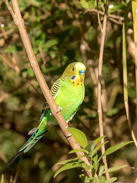 Perruche ondulée, oiseau au plumage vert et jaune - Instinct Animal