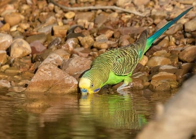 Une perruche ondulée en train de boire de l'eau - Instinct Animal