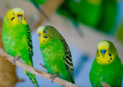 Groupes de perruches ondulées, oiseaux sociables - Instinct Animal