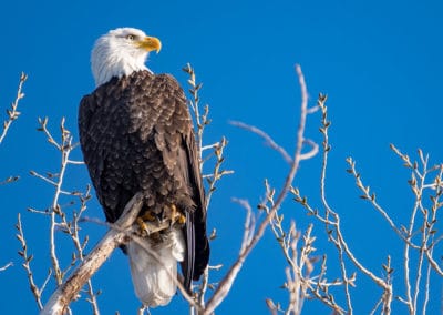 Pygargue à tête blanche, oiseau rapace carnivore - Instinct Animal