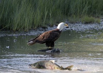 Pygargue à tête blanche en train de chasser des poissons - Instinct Animal