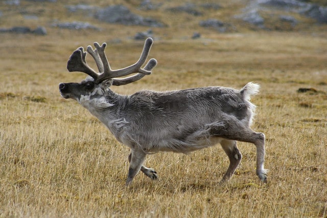 Renne (caribou), mammifère herbivore migrateur - Instinct Animal