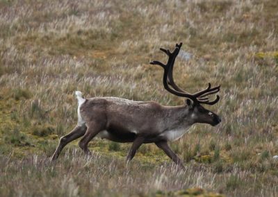 Caribou sauvage (renne), cervidé herbivore - Instinct Animal