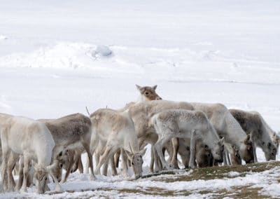 Troupeau de rennes (caribous), espèce migratrice terrestre - Instinct Animal