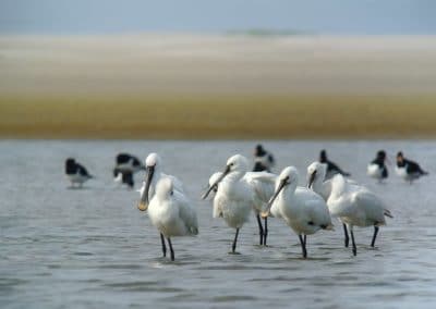 Spatules blanches en colonies, oiseaux migrateurs - Instinct Animal